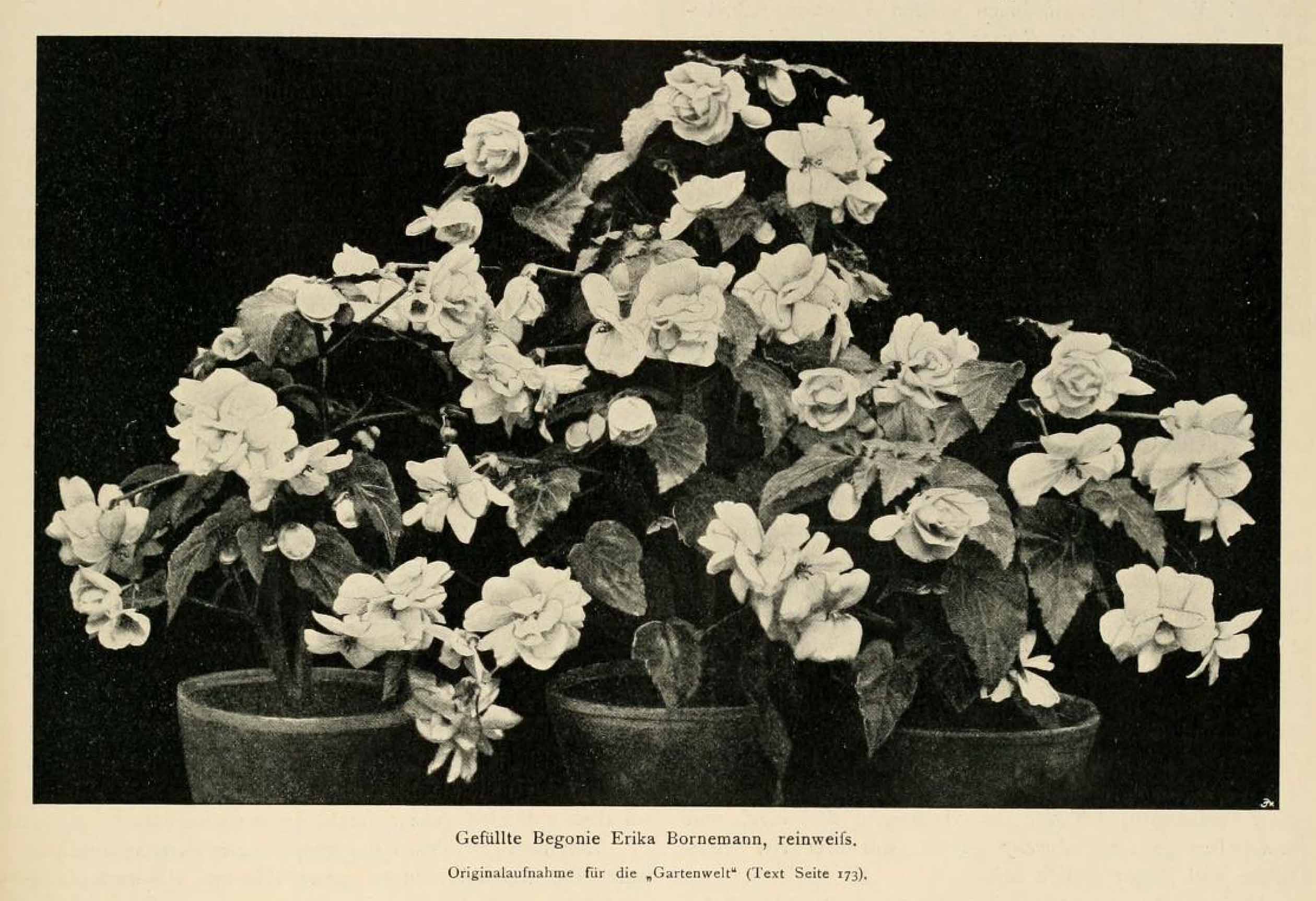 B. ‘Erika Bournemann’